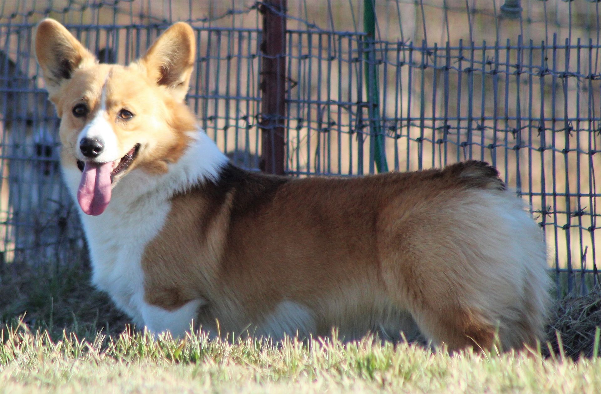 F&M Corgi’s Deacon, Pembroke Welsh Corgi sire at F&M Corgis, photo 4