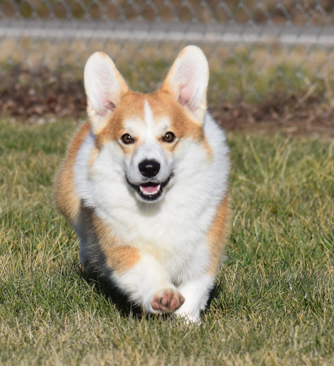 Elvis Presli Iron Hund, Pembroke Welsh Corgi sire at F&M Corgis, photo 2