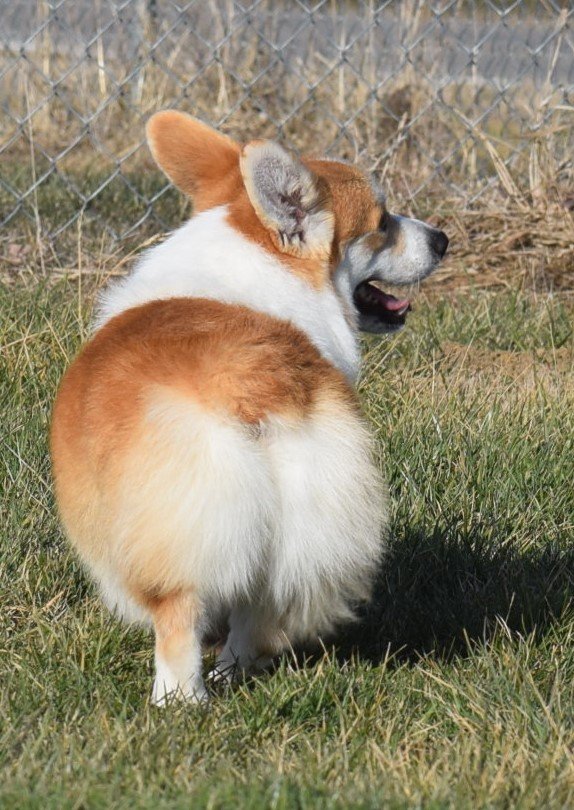 Elvis Presli Iron Hund, Pembroke Welsh Corgi sire at F&M Corgis, photo 3