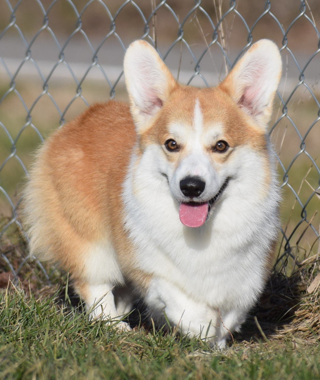 Elvis Presli Iron Hund, Pembroke Welsh Corgi sire at F&M Corgis, photo 4
