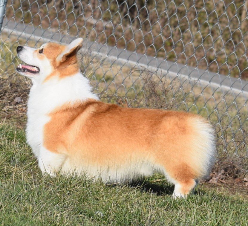 Elvis Presli Iron Hund, Pembroke Welsh Corgi sire at F&M Corgis, photo 5