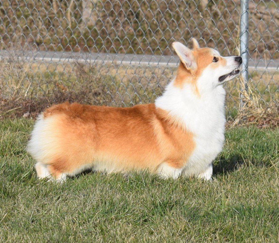Elvis Presli Iron Hund, Pembroke Welsh Corgi sire at F&M Corgis, photo 7