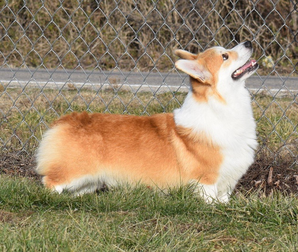 Elvis Presli Iron Hund, Pembroke Welsh Corgi sire at F&M Corgis, photo 6