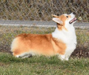 Elvis Presli Iron Hund, Pembroke Welsh Corgi sire at F&M Corgis