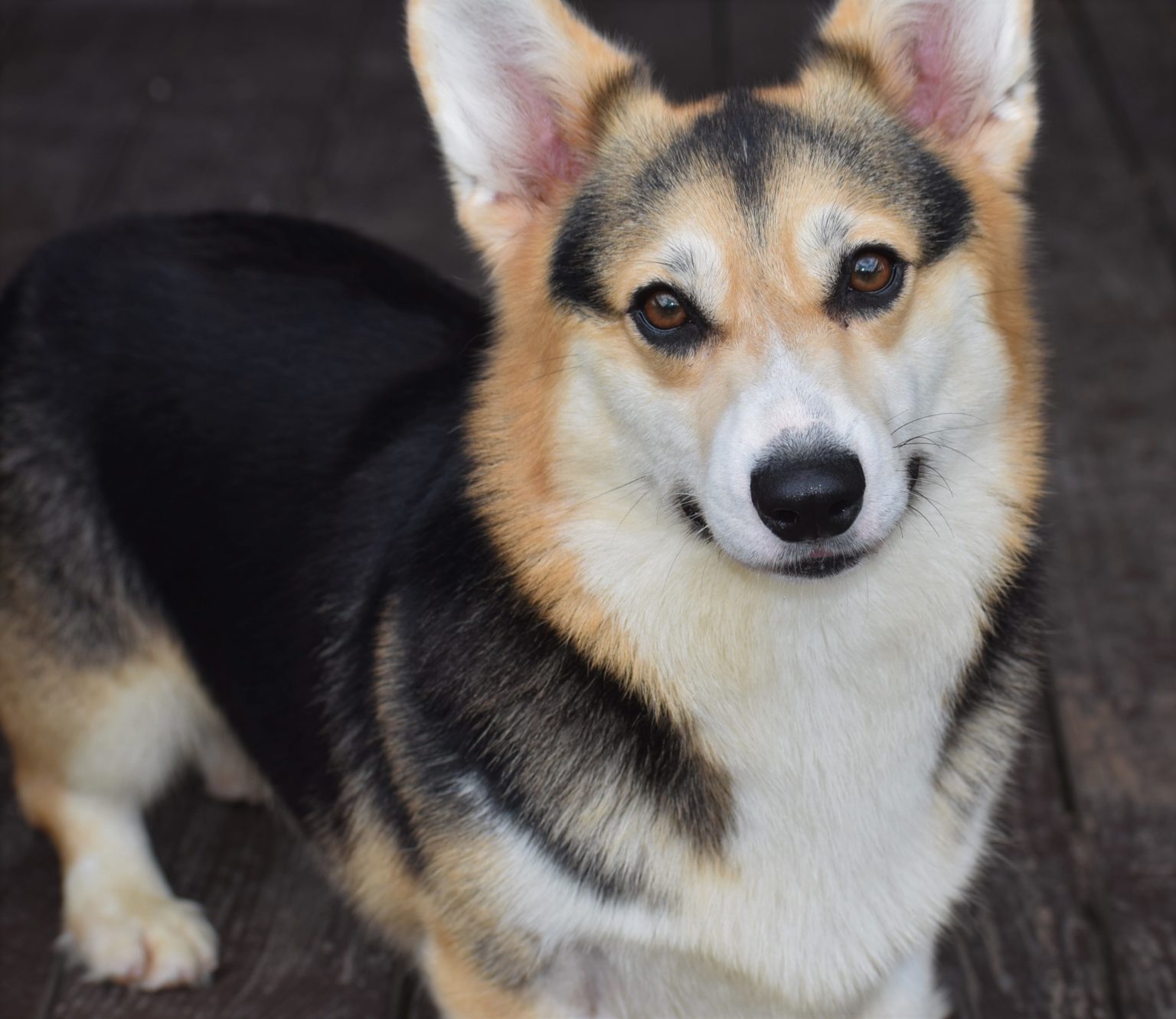 F&M'S Cotton Candy, Pembroke Welsh Corgi dam at F&M Corgis, photo 3