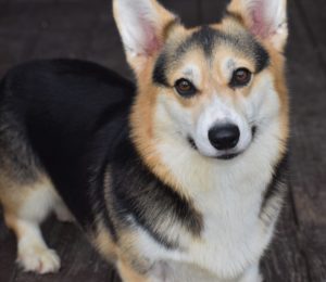 F&M'S Cotton Candy, Pembroke Welsh Corgi dam at F&M Corgis