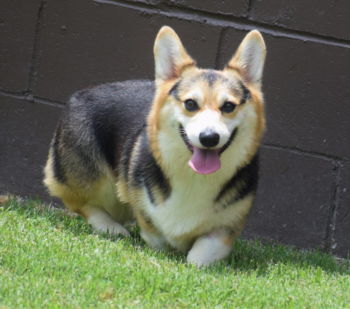 F&M'S Cotton Candy, Pembroke Welsh Corgi dam at F&M Corgis, photo 2