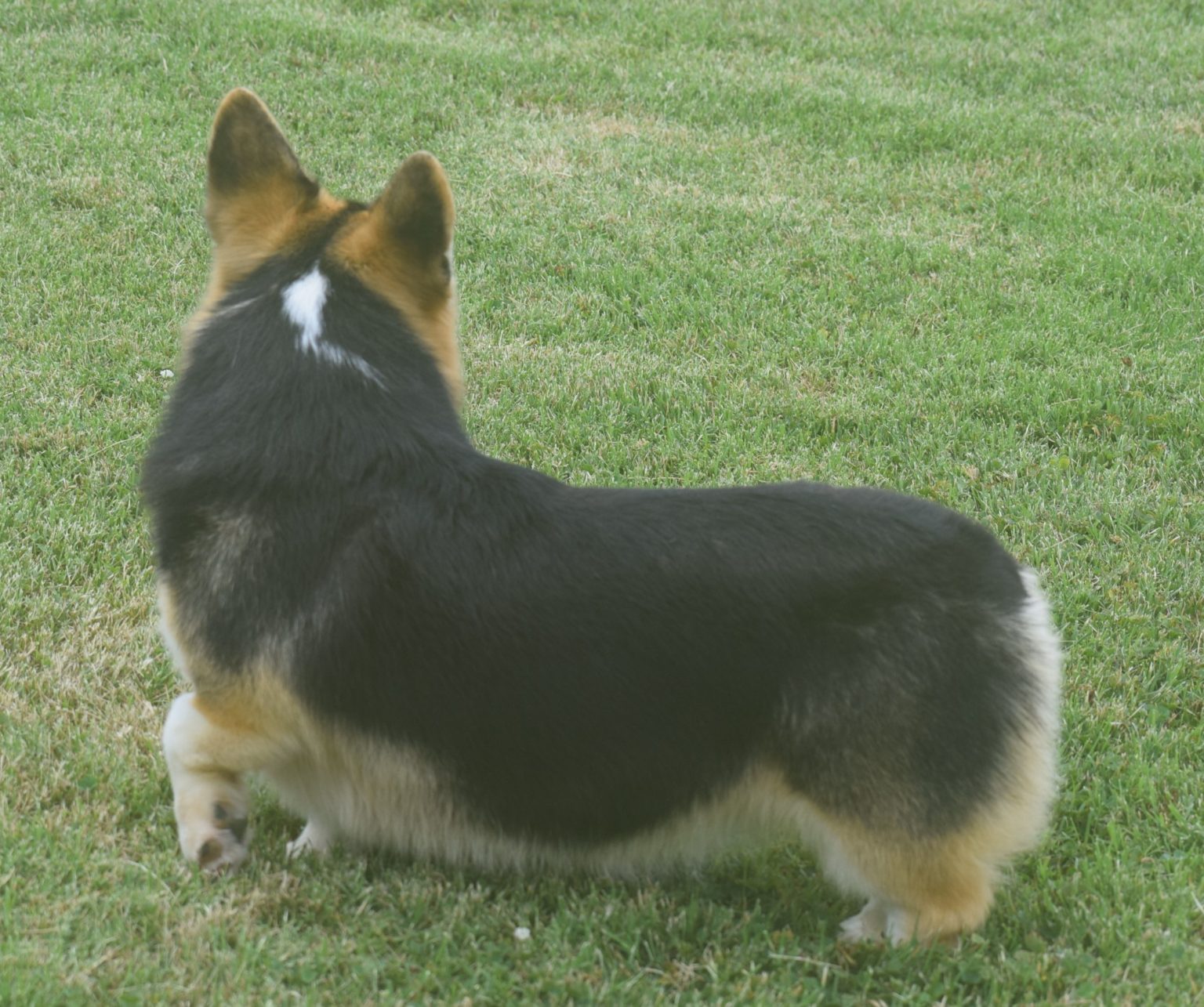 F&M'S Cotton Candy, Pembroke Welsh Corgi dam at F&M Corgis, photo 4