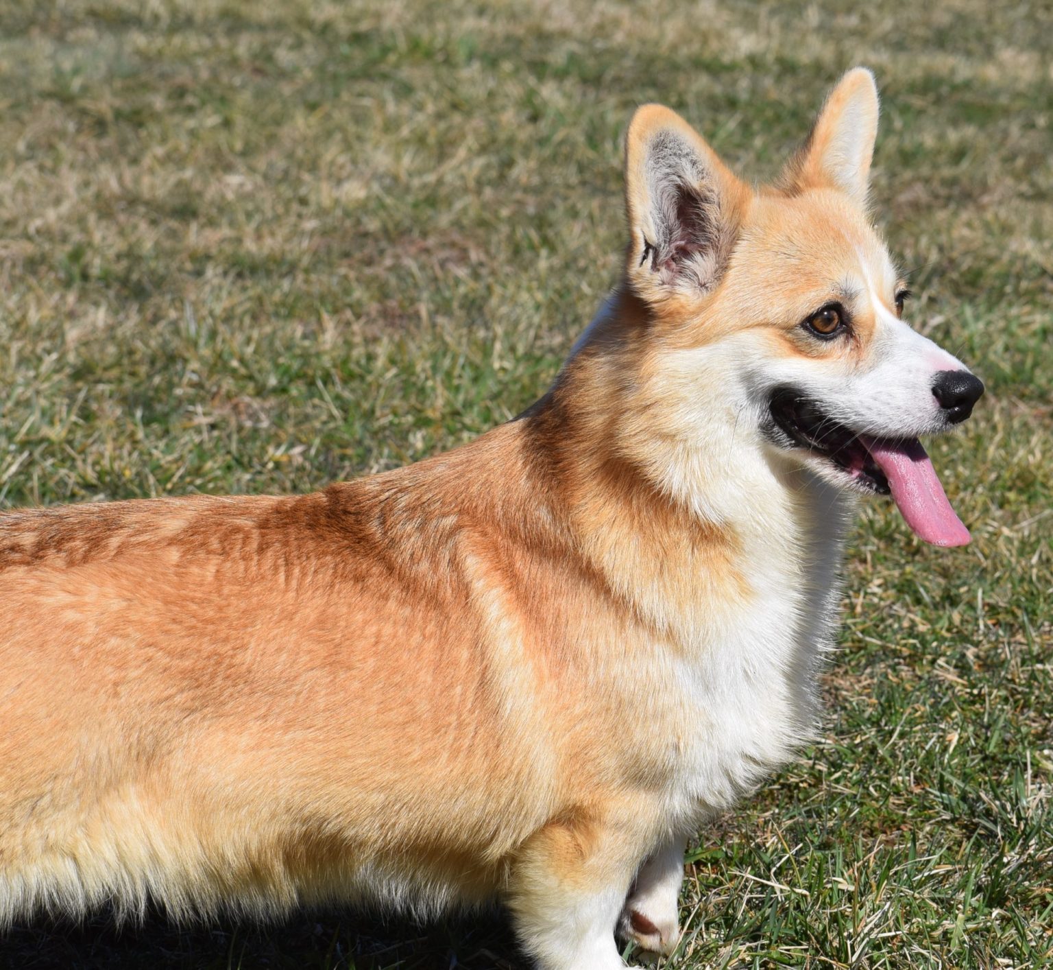 F&M'S Princess Fiona, Pembroke Welsh Corgi dam at F&M Corgis, photo 6