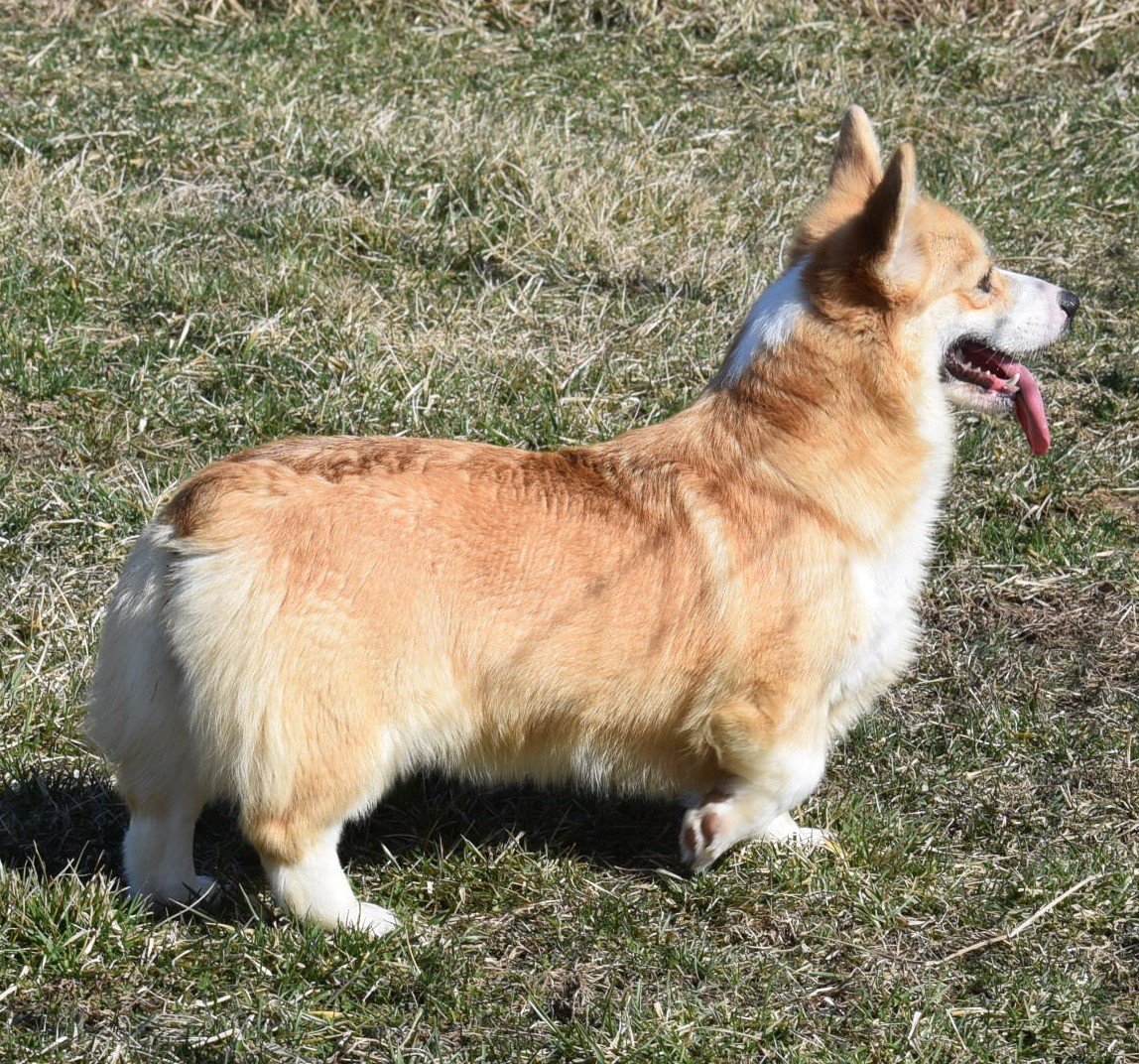 F&M'S Princess Fiona, Pembroke Welsh Corgi dam at F&M Corgis, photo 2