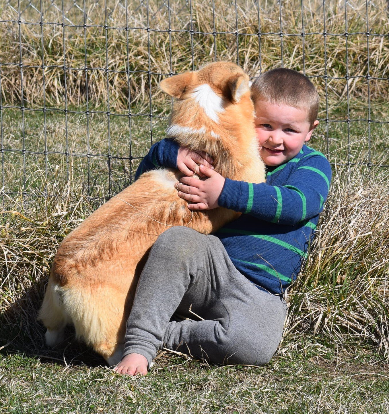 F&M'S Princess Fiona, Pembroke Welsh Corgi dam at F&M Corgis, photo 3