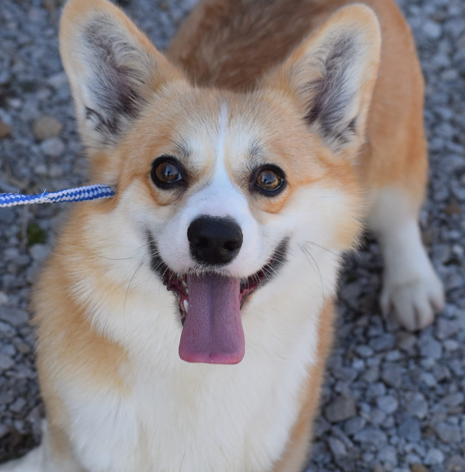 F&M'S Princess Fiona, Pembroke Welsh Corgi dam at F&M Corgis