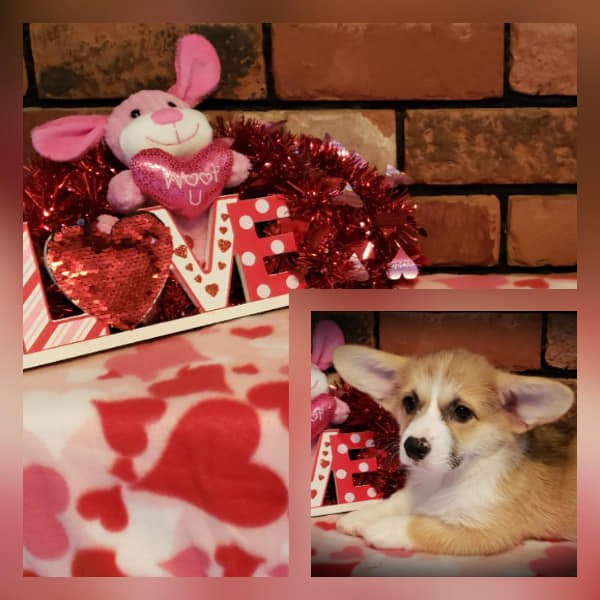 F&M'S Princess Fiona, Pembroke Welsh Corgi dam at F&M Corgis, photo 7
