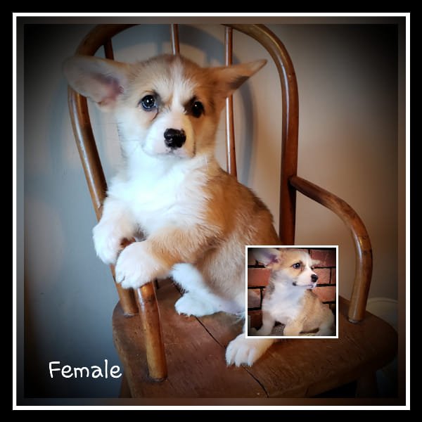 F&M'S Princess Fiona, Pembroke Welsh Corgi dam at F&M Corgis, photo 5