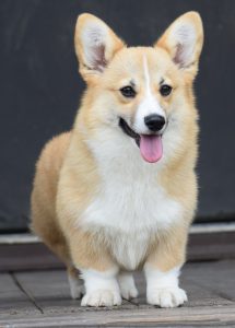 Lady, Pembroke Welsh Corgi dam at F&M Corgis, photo 7