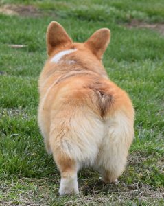 Lady, Pembroke Welsh Corgi dam at F&M Corgis, photo 8