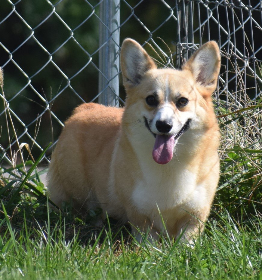 Lady, Pembroke Welsh Corgi dam at F&M Corgis, photo 2