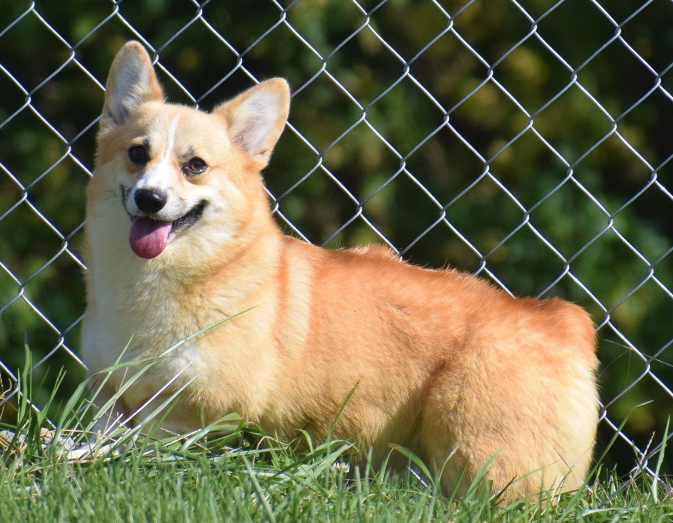 Lady, Pembroke Welsh Corgi dam at F&M Corgis, photo 3
