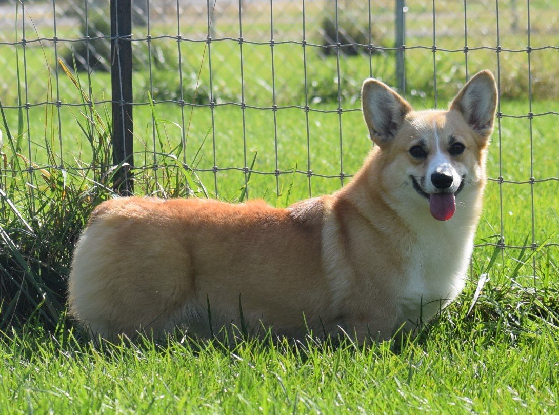 Lady, Pembroke Welsh Corgi dam at F&M Corgis, photo 4