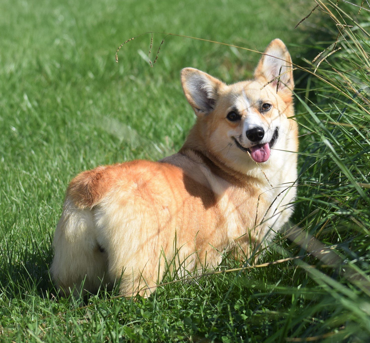Lady, Pembroke Welsh Corgi dam at F&M Corgis, photo 5