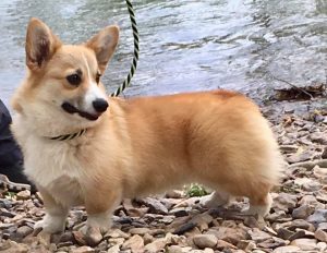 Lady, Pembroke Welsh Corgi dam at F&M Corgis, photo 6