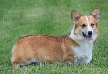 Merry, Pembroke Welsh Corgi dam at F&M Corgis