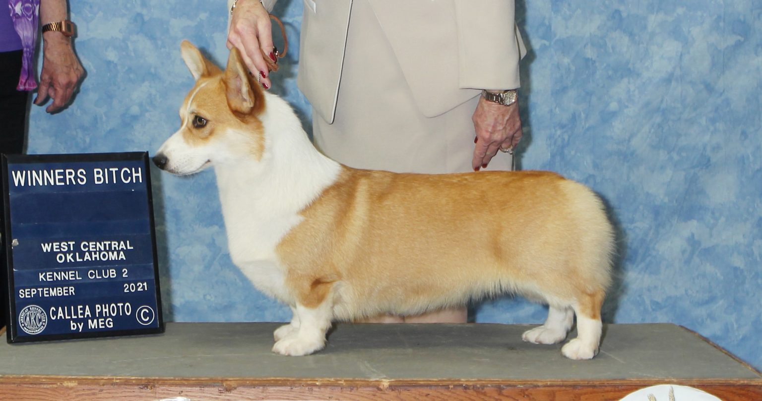 F&M's Roxie, Pembroke Welsh Corgi dam at F&M Corgis, photo 4