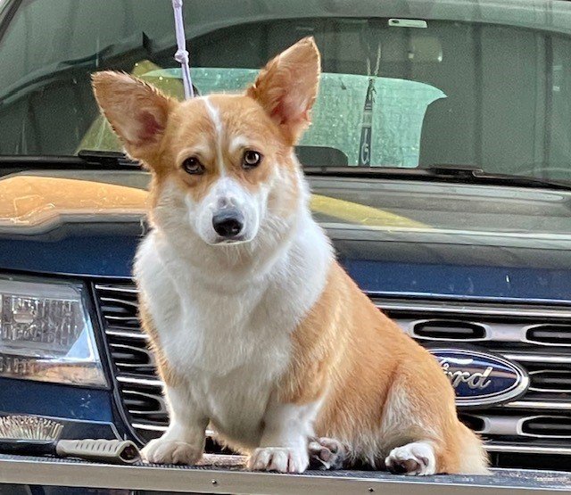 Pembroke Welsh Corgi Roxie