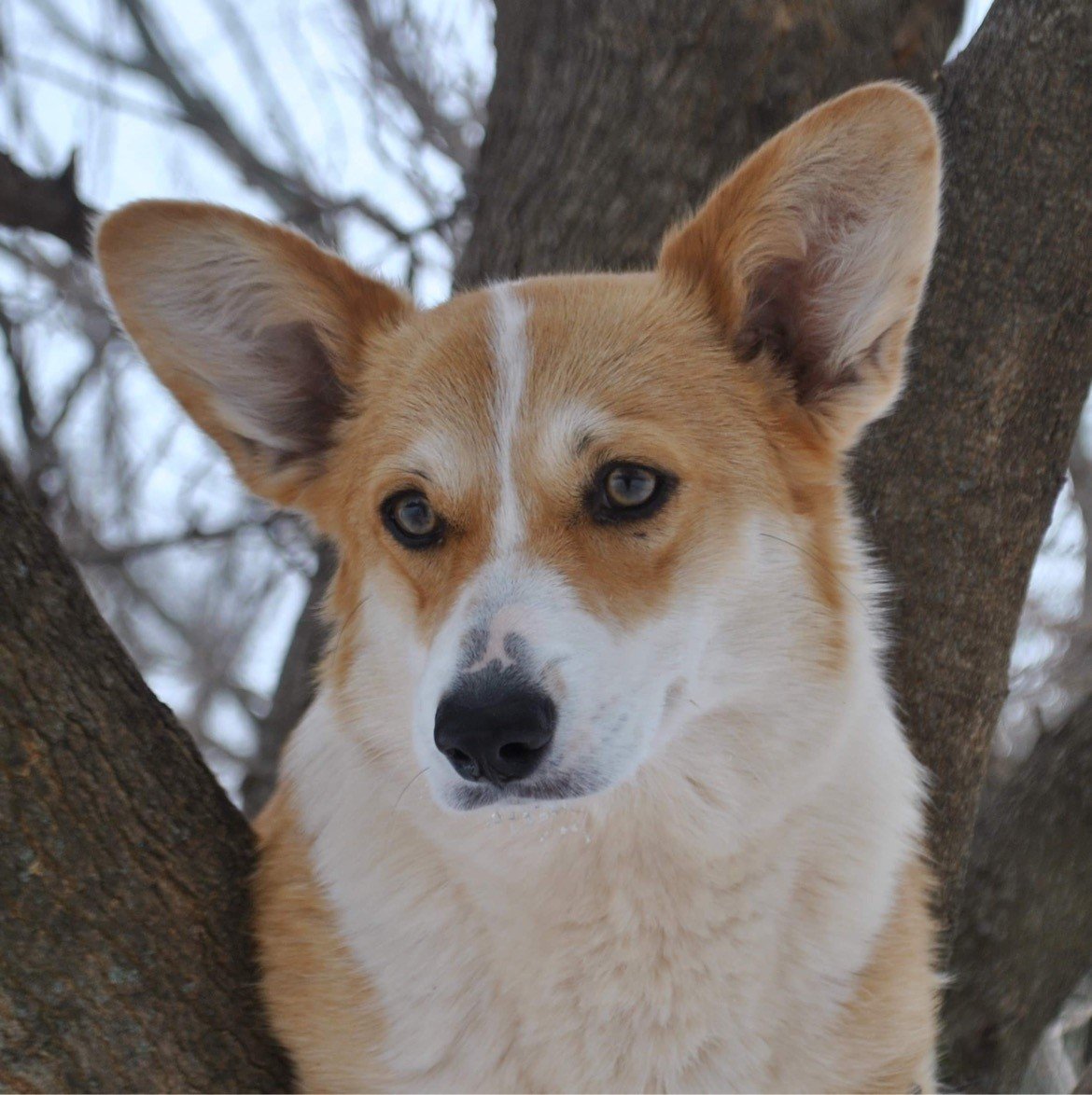 F&M's Roxie, Pembroke Welsh Corgi dam at F&M Corgis, photo 3