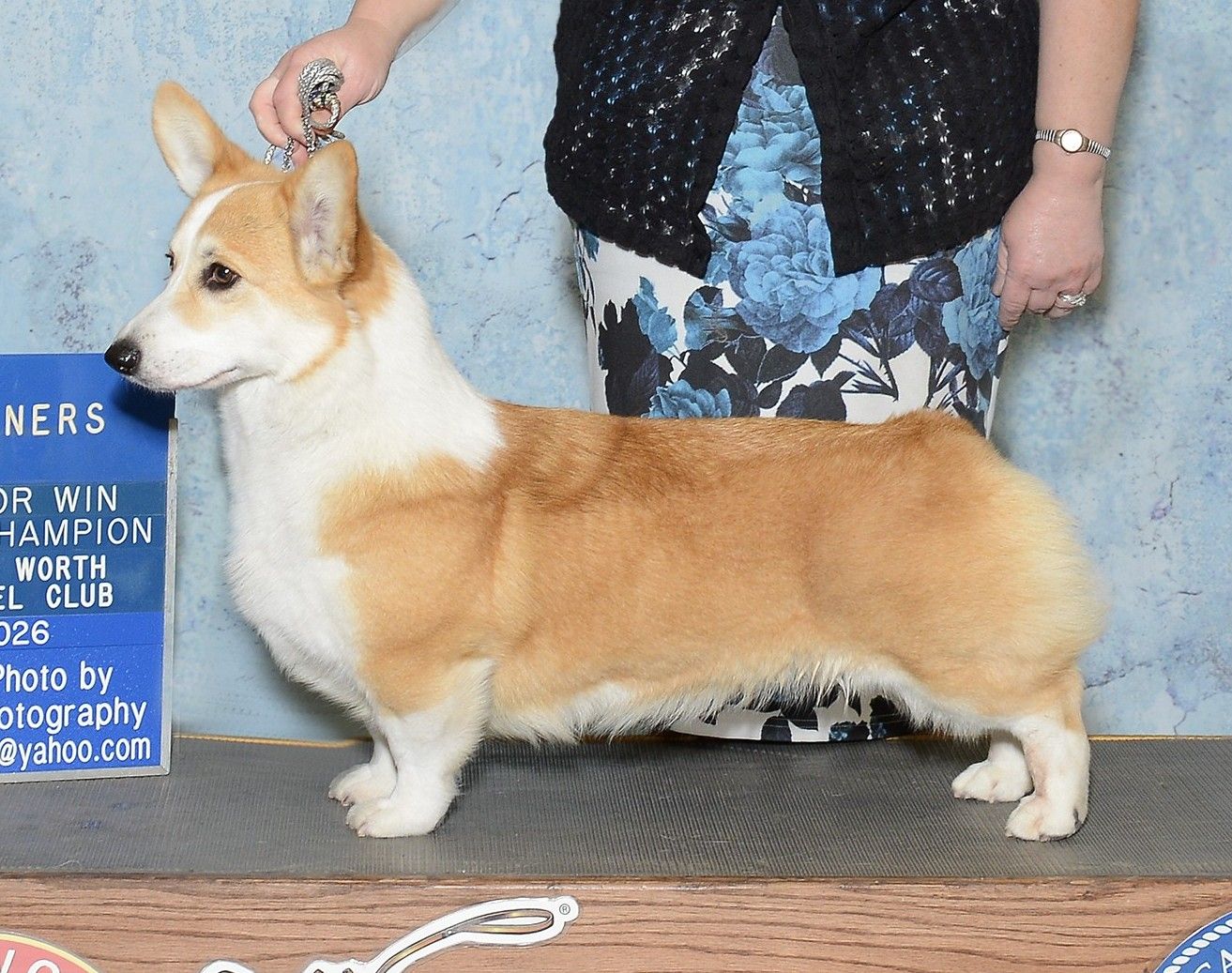 June Bug, Pembroke Welsh Corgi dam at F&M Corgis