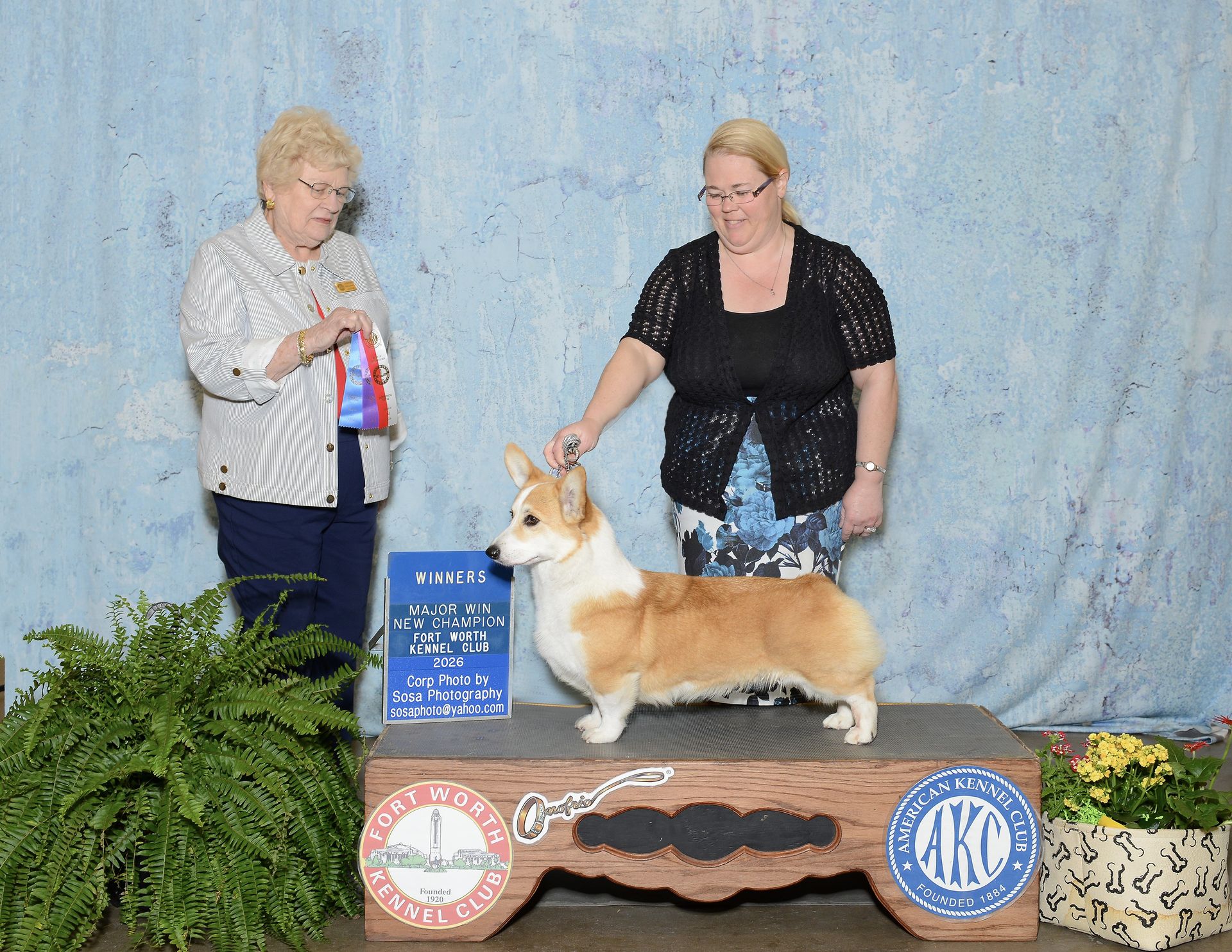 June Bug, Pembroke Welsh Corgi dam at F&M Corgis, photo 6