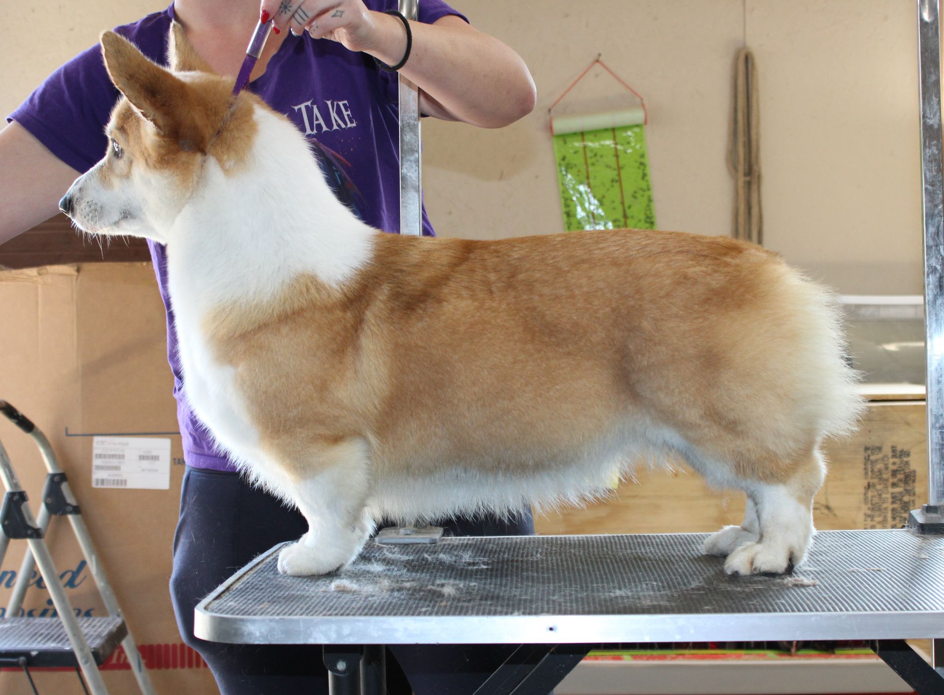 June Bug, Pembroke Welsh Corgi dam at F&M Corgis, photo 3