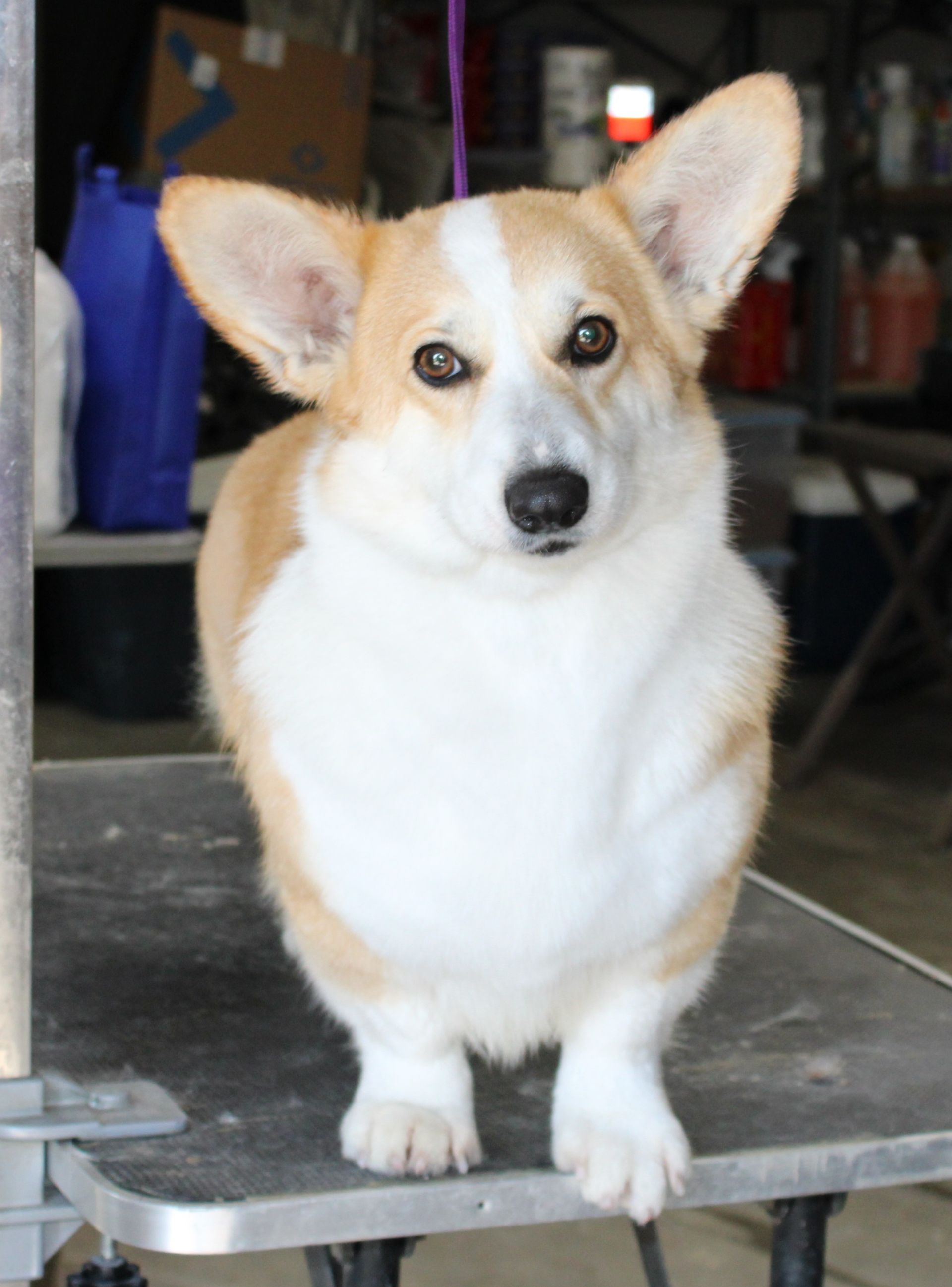 June Bug, Pembroke Welsh Corgi dam at F&M Corgis, photo 2