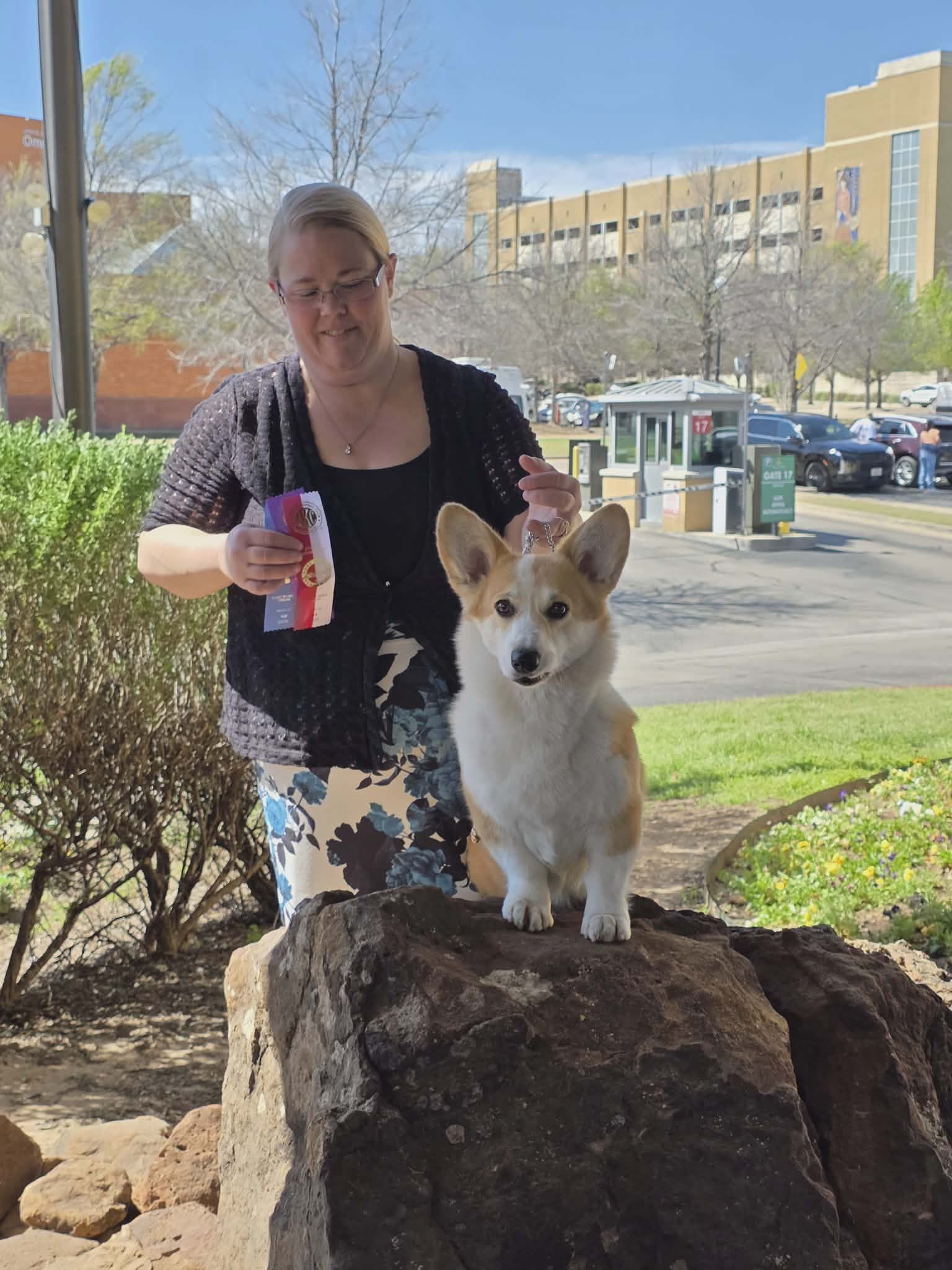 June Bug, Pembroke Welsh Corgi dam at F&M Corgis, photo 5