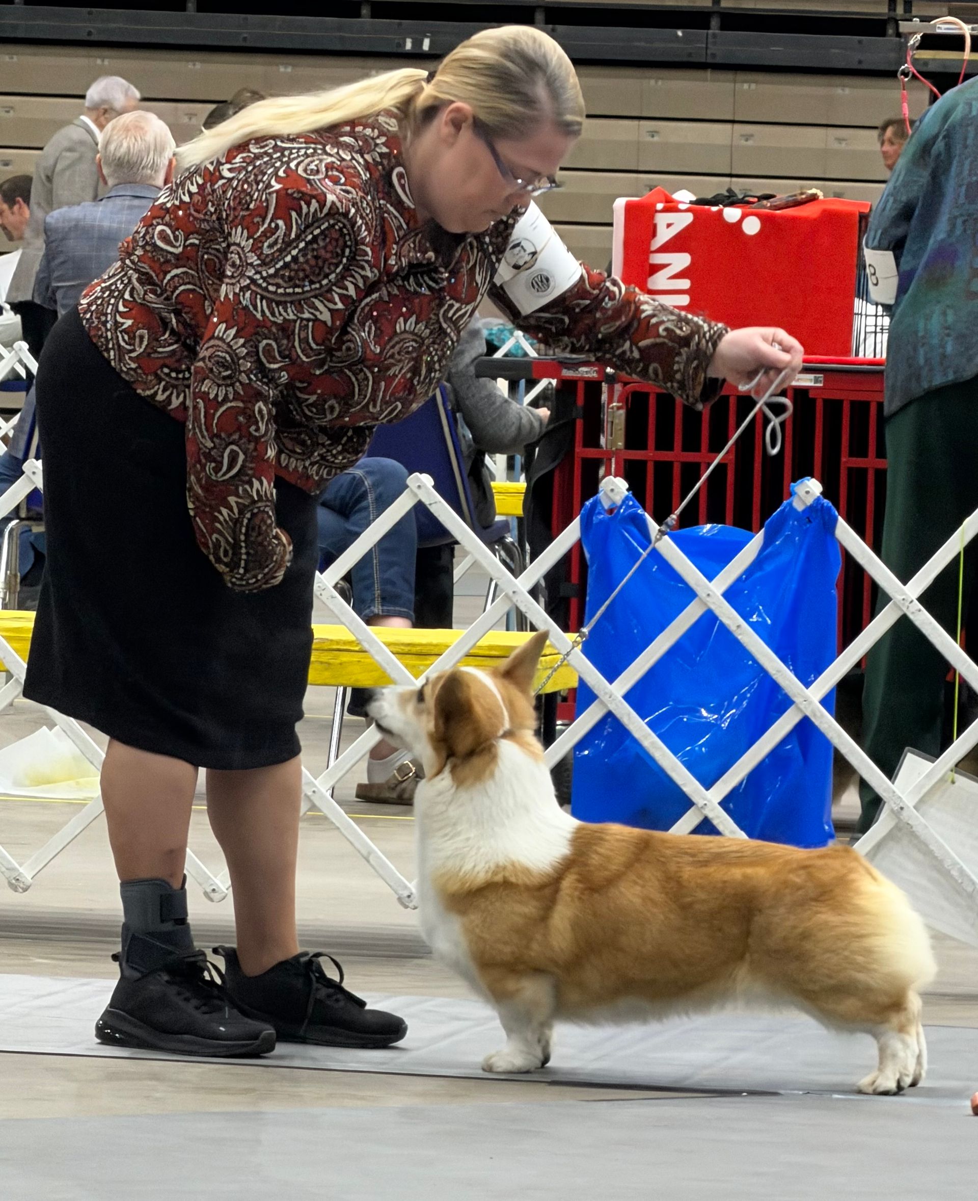 June Bug, Pembroke Welsh Corgi dam at F&M Corgis, photo 4