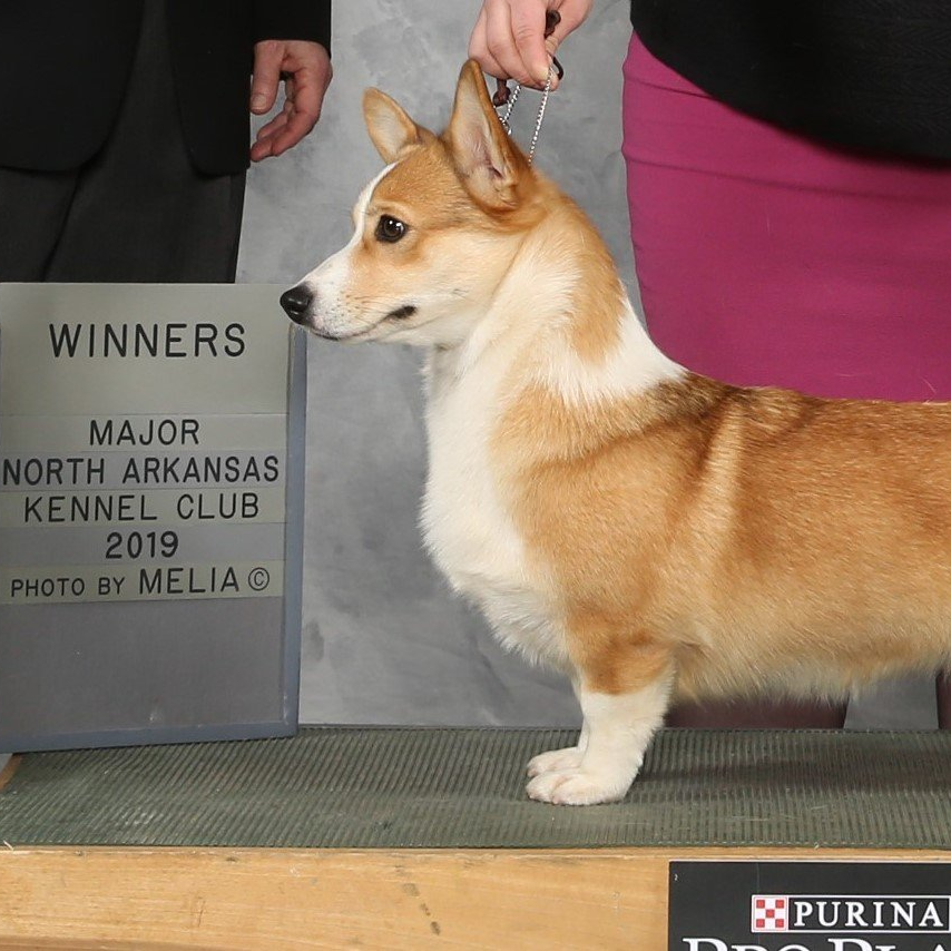 F&M'S Whistling Dixie, Pembroke Welsh Corgi dam at F&M Corgis, photo 2