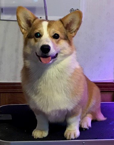 F&M'S Whistling Dixie, Pembroke Welsh Corgi dam at F&M Corgis, photo 3
