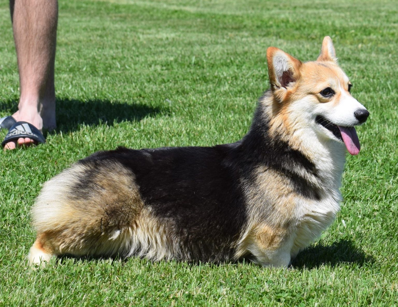 Wish, Pembroke Welsh Corgi dam at F&M Corgis, photo 2