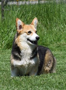 Wish, Pembroke Welsh Corgi dam at F&M Corgis