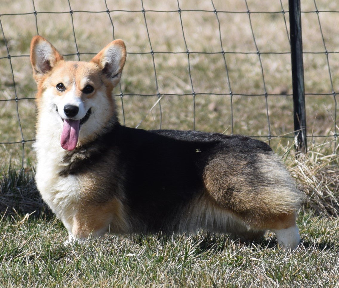 Pembroke Welsh Corgi Wish outdoors