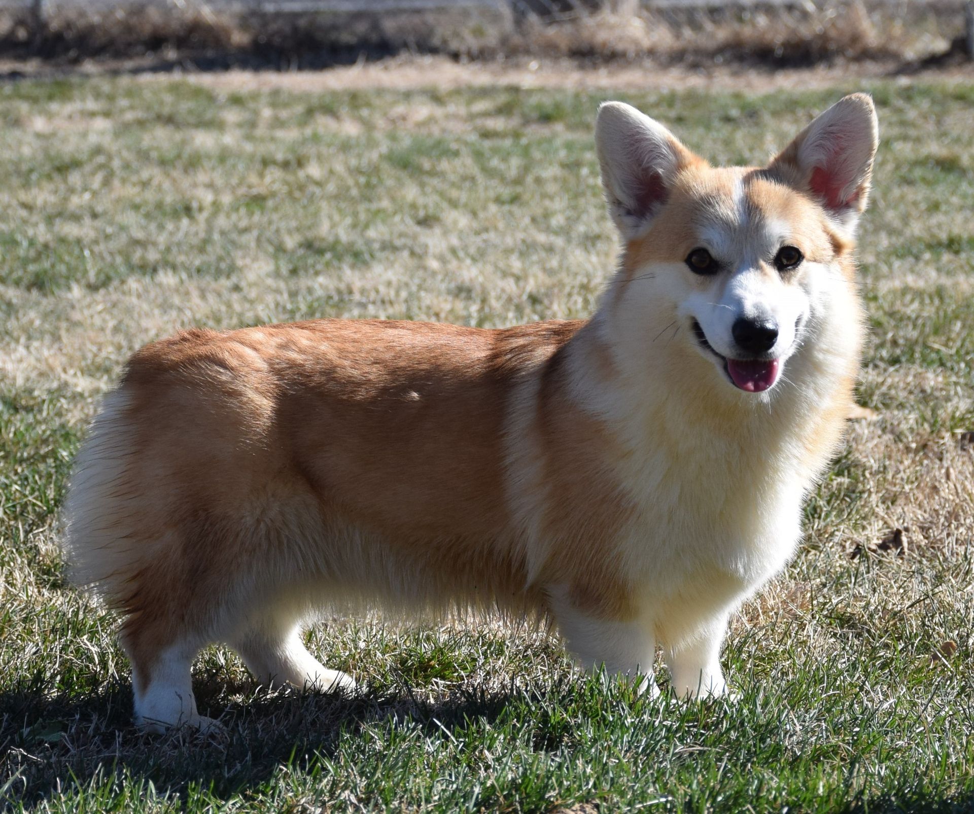 Dolly, Pembroke Welsh Corgi dam at F&M Corgis, photo 4