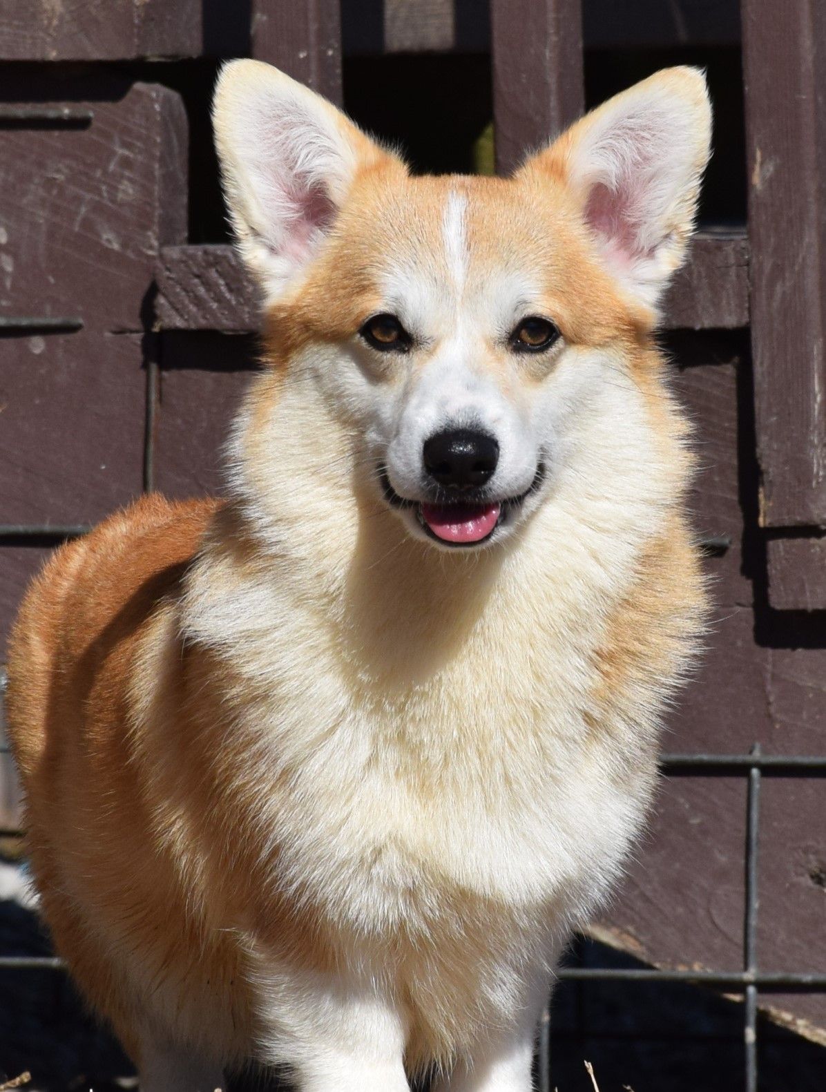 Dolly, Pembroke Welsh Corgi dam at F&M Corgis, photo 3