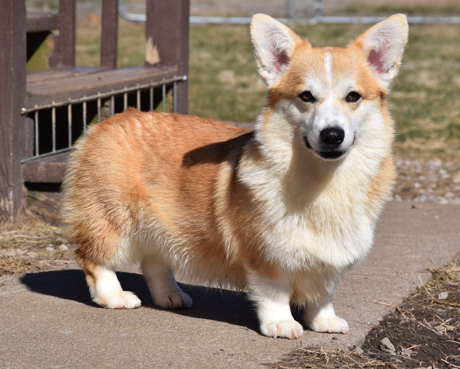 Dolly, Pembroke Welsh Corgi dam at F&M Corgis