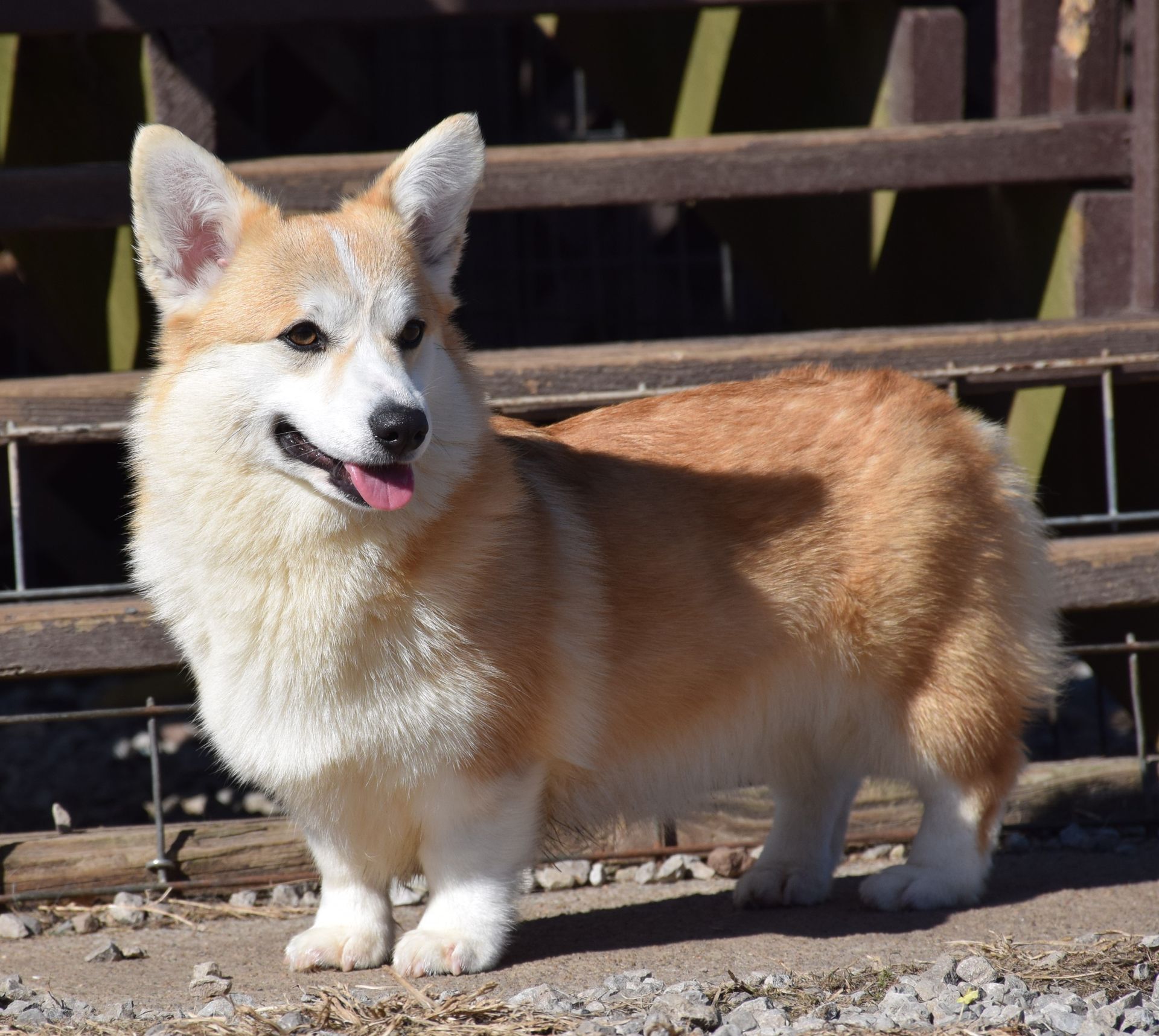 Dolly, Pembroke Welsh Corgi dam at F&M Corgis, photo 2
