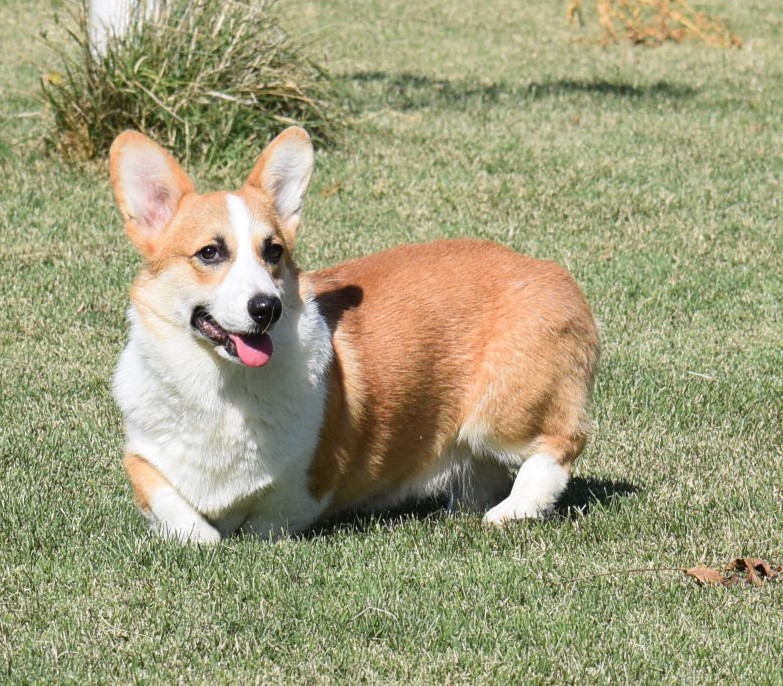 Dough Boy, Pembroke Welsh Corgi sire at F&M Corgis, photo 2