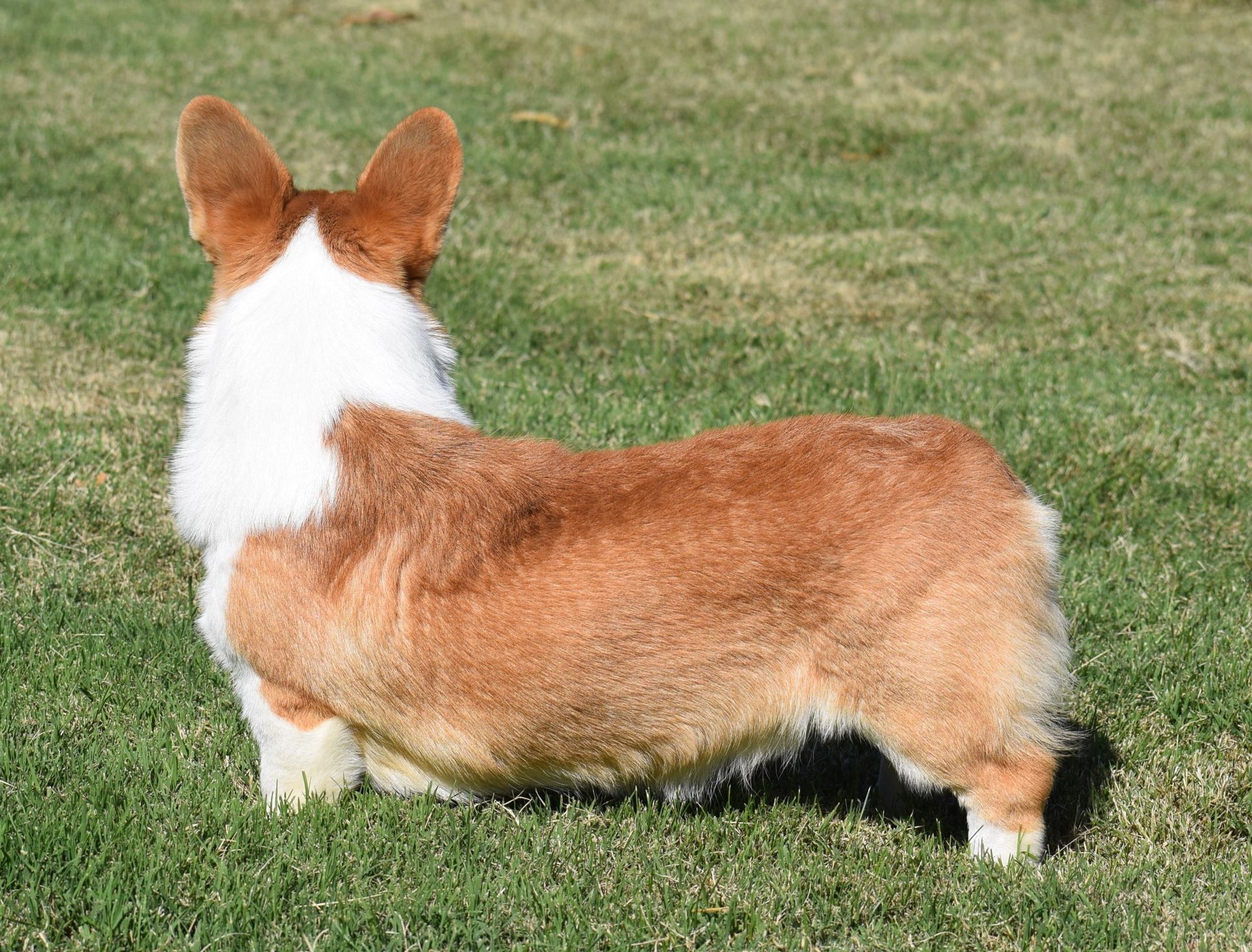 Dough Boy, Pembroke Welsh Corgi sire at F&M Corgis