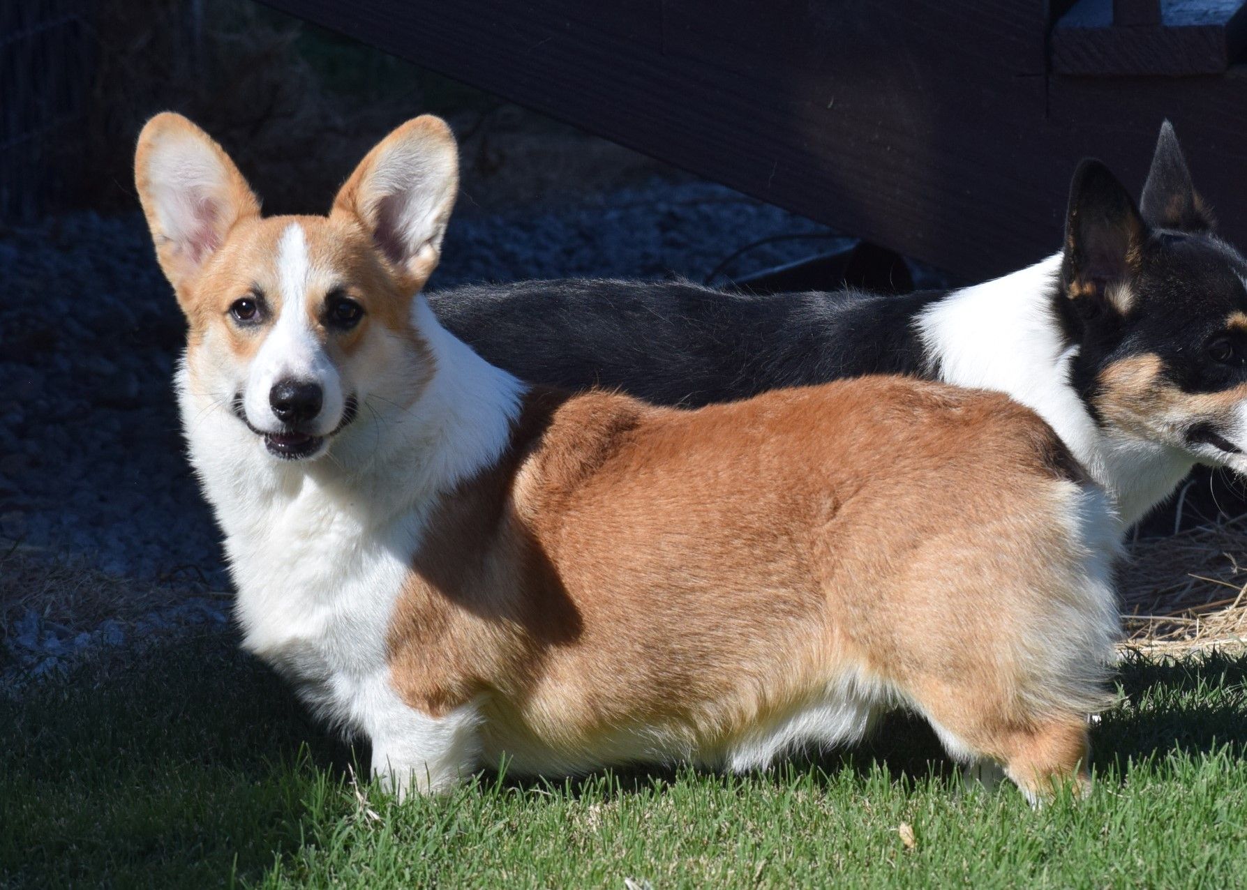 Dough Boy, Pembroke Welsh Corgi sire at F&M Corgis, photo 3