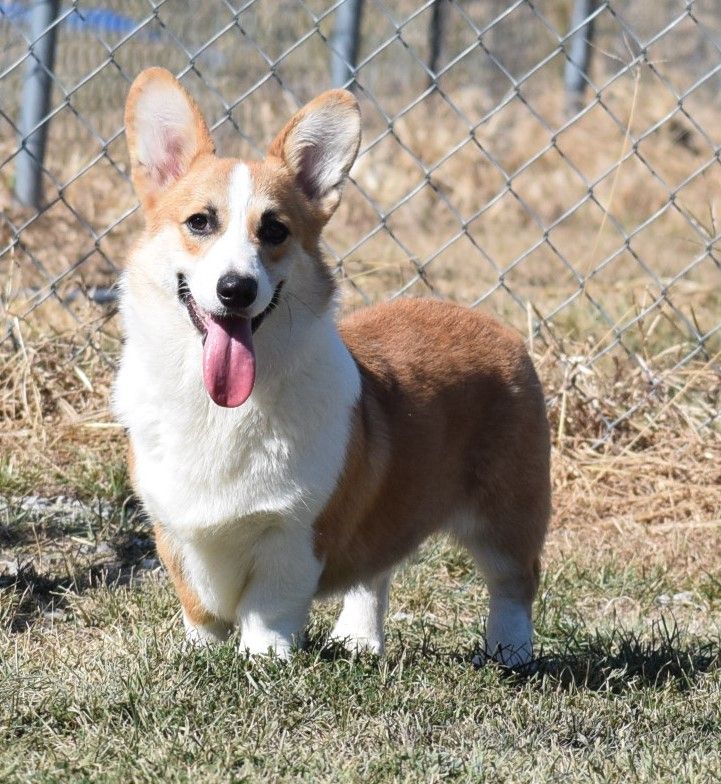 Dough Boy, Pembroke Welsh Corgi sire at F&M Corgis, photo 4
