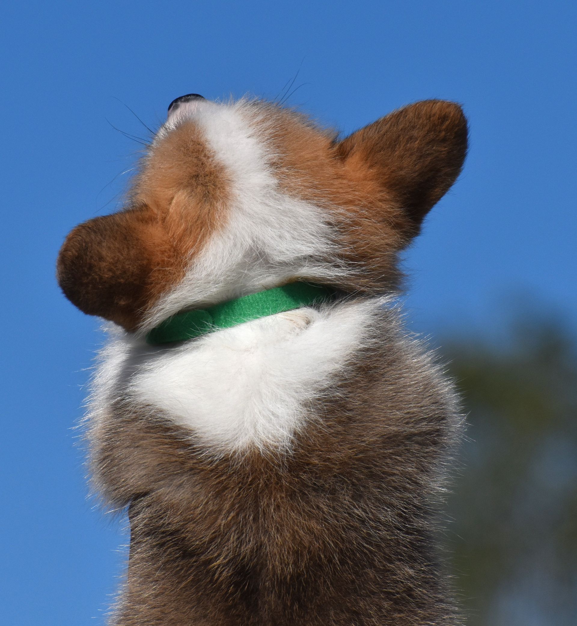 Dudley, Pembroke Welsh Corgi puppy at F&M Corgis, photo 6