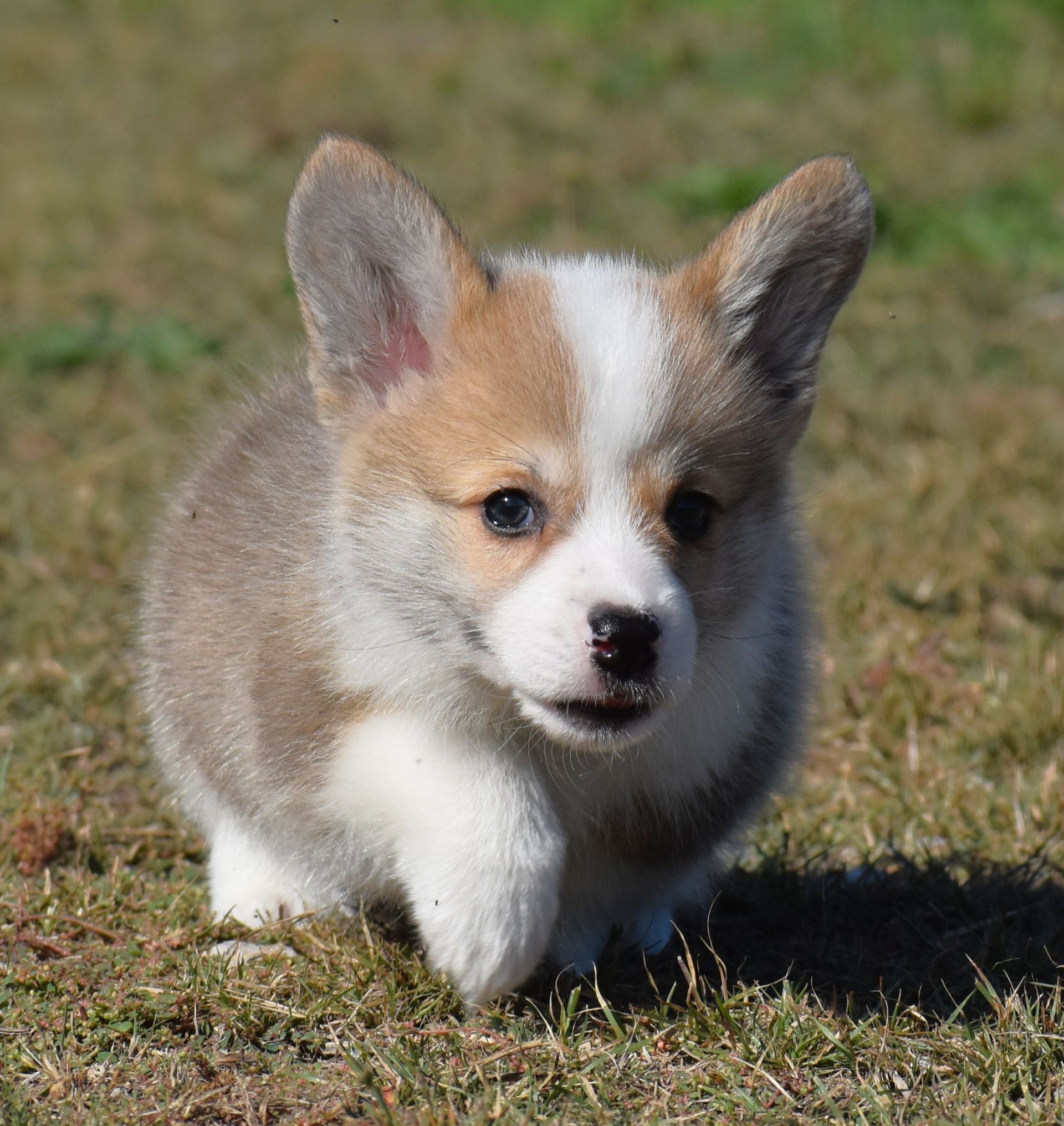 Dudley, Pembroke Welsh Corgi puppy at F&M Corgis, photo 5